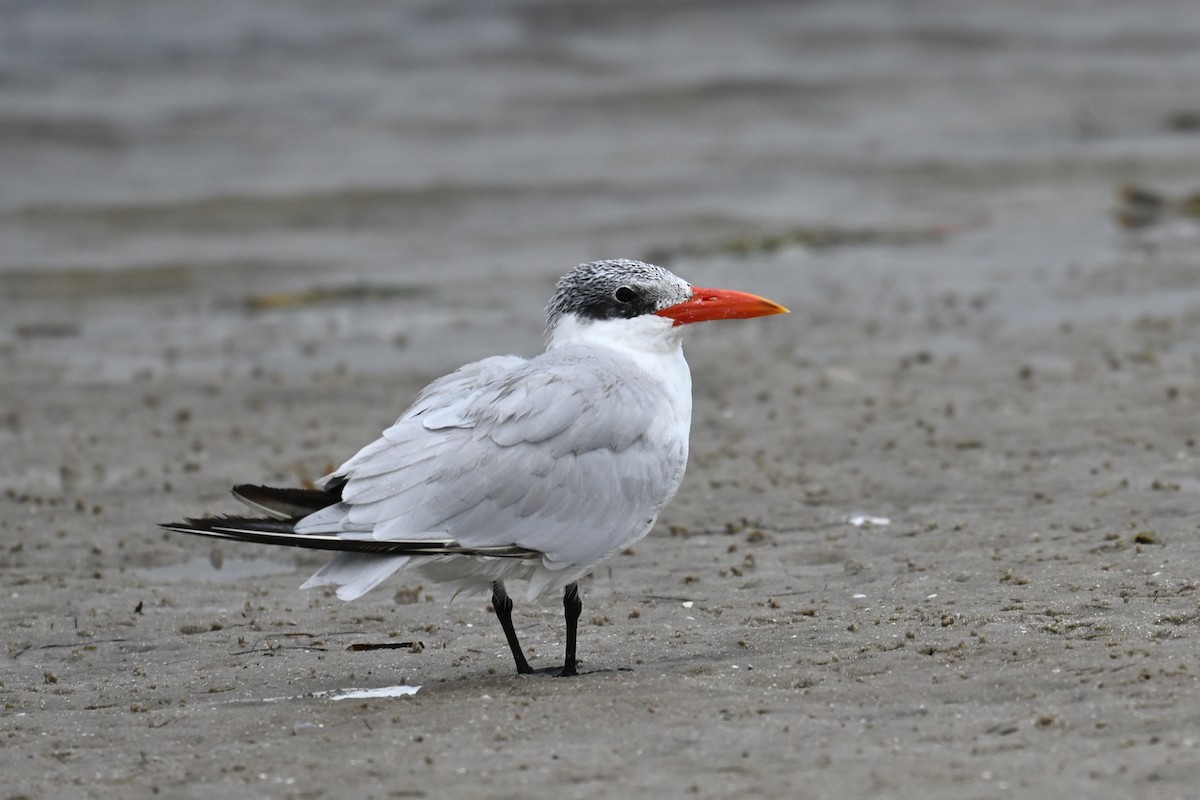 Caspian Tern - ML646467620