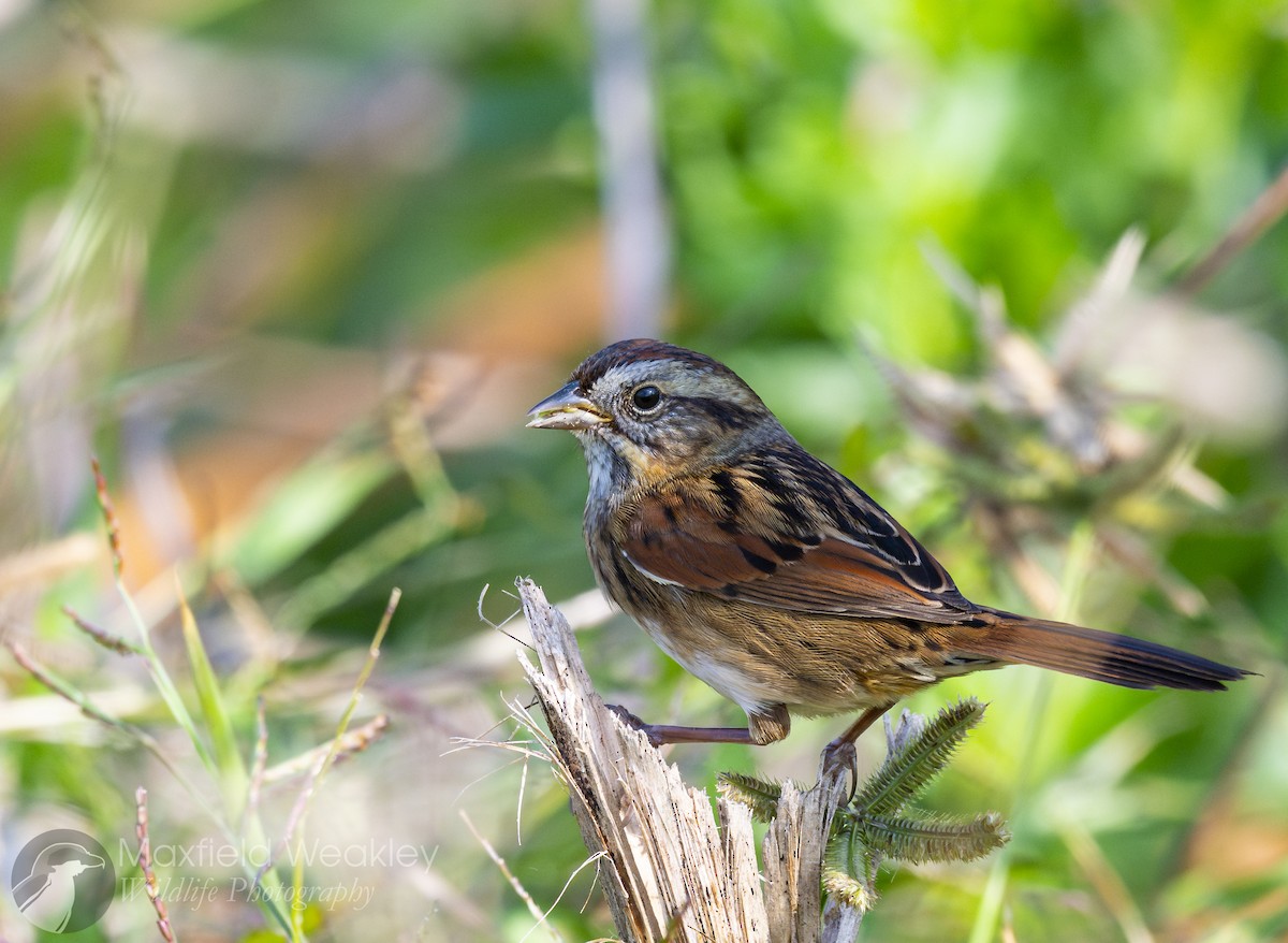 Swamp Sparrow - ML646467621