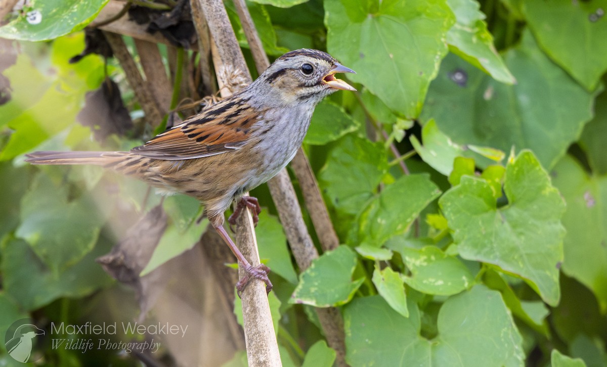 Swamp Sparrow - ML646467622