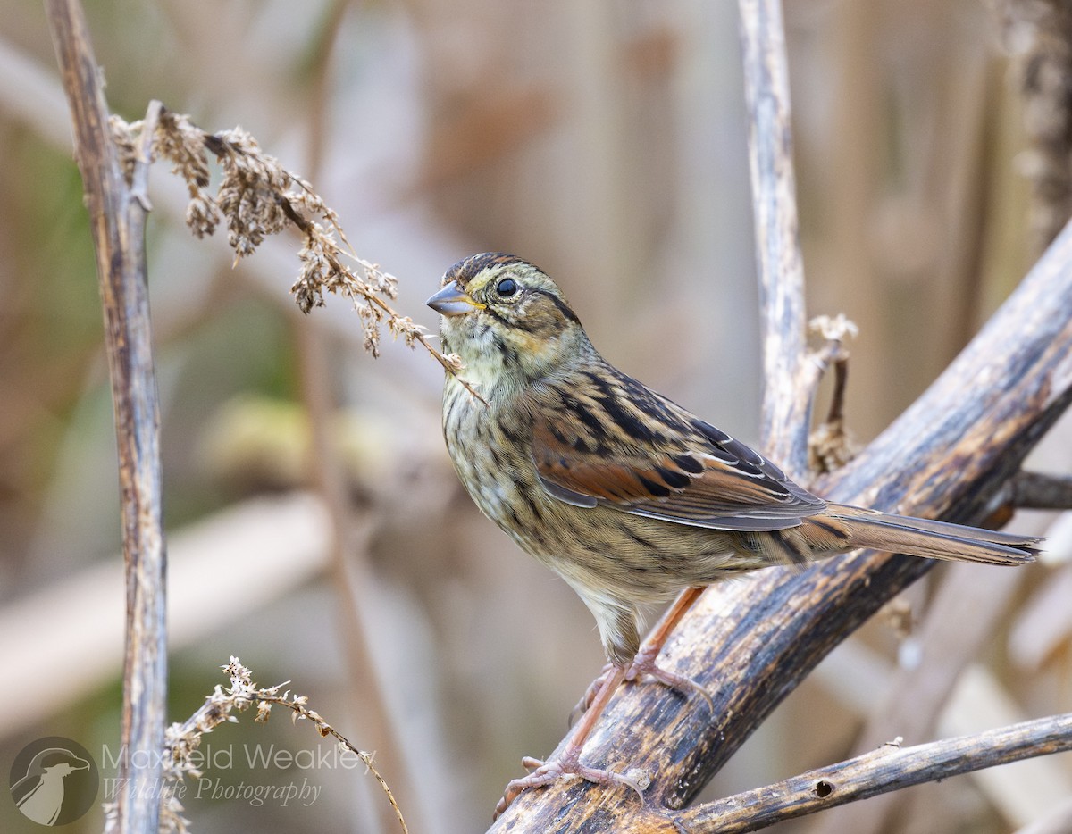 Swamp Sparrow - ML646467623