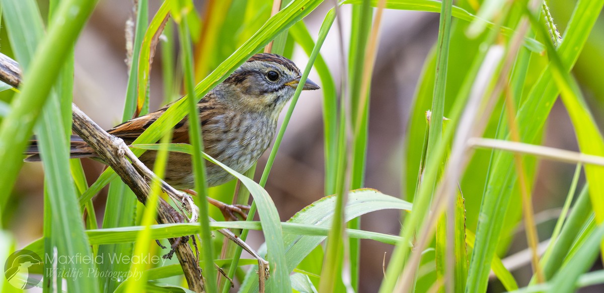 Swamp Sparrow - ML646467624