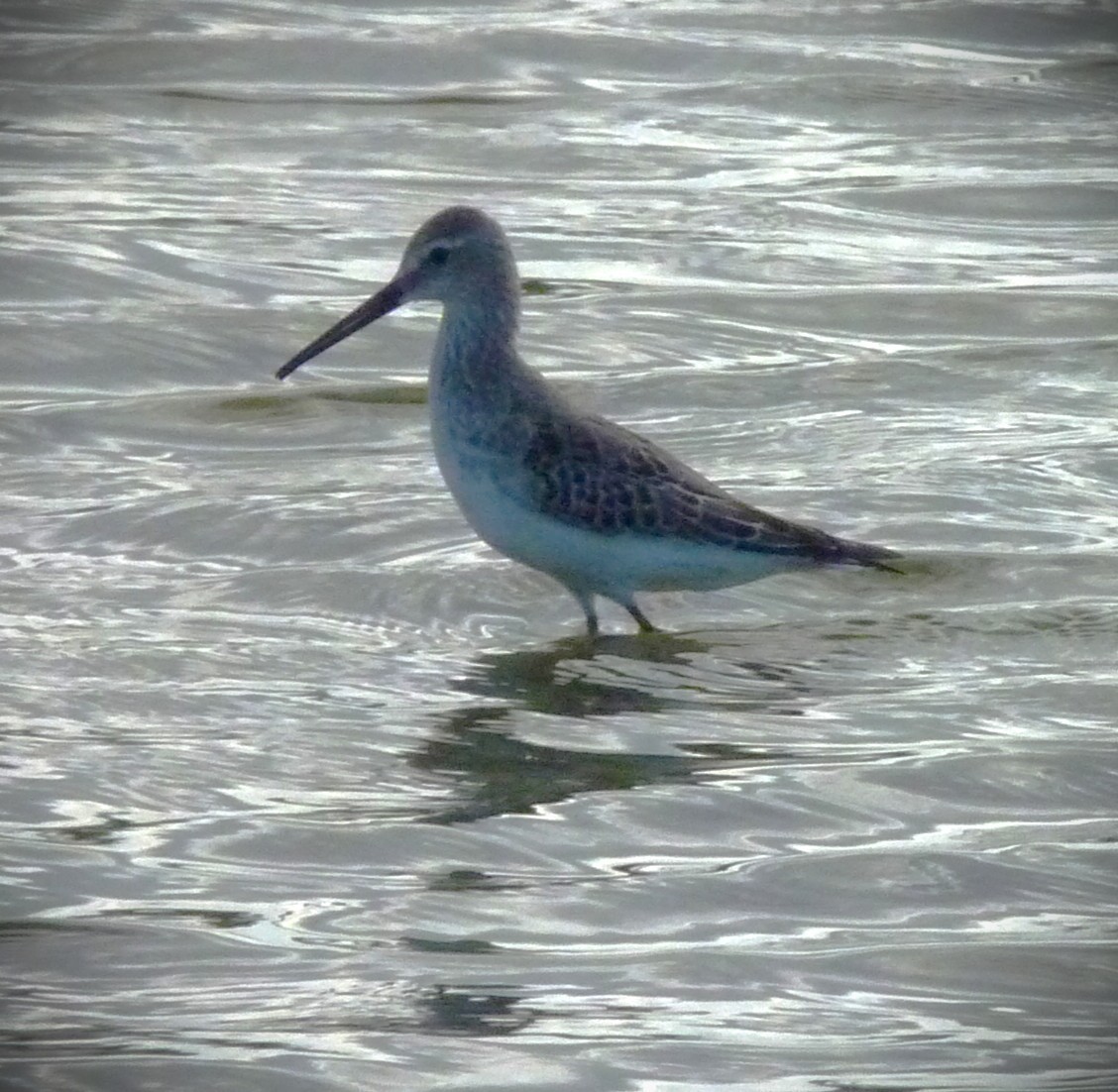 חופית תמירונית - ML646467625