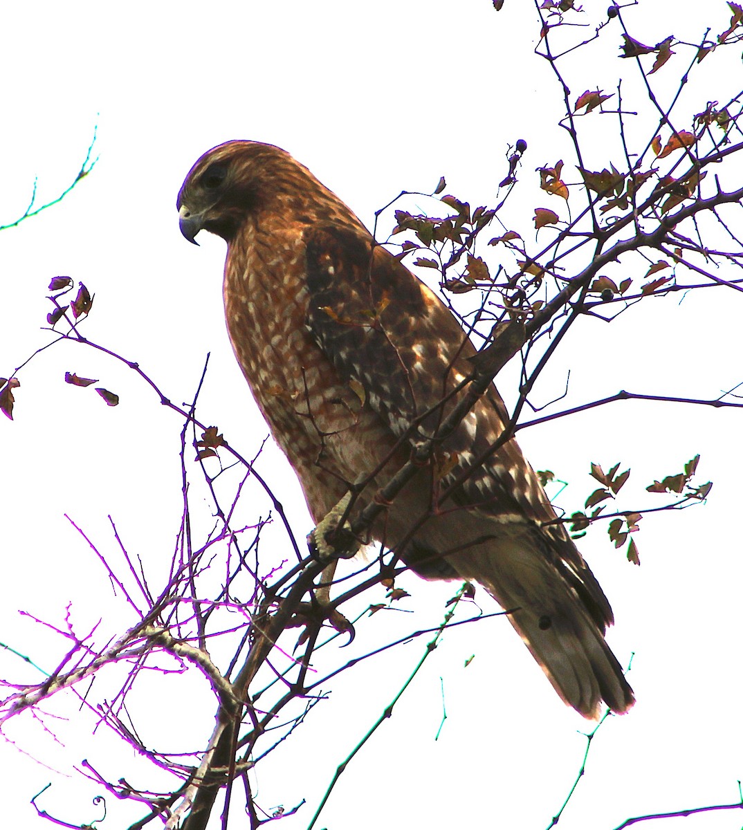 káně páskovaná - ML646467626