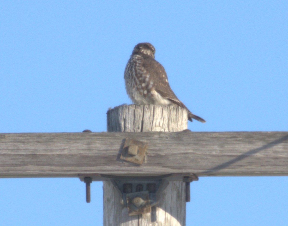 Merlin - ML646467628