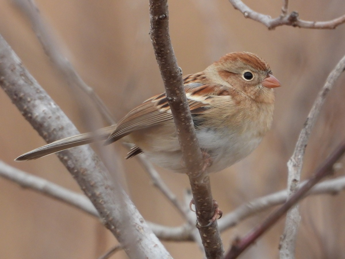 Bruant des champs - ML646467629