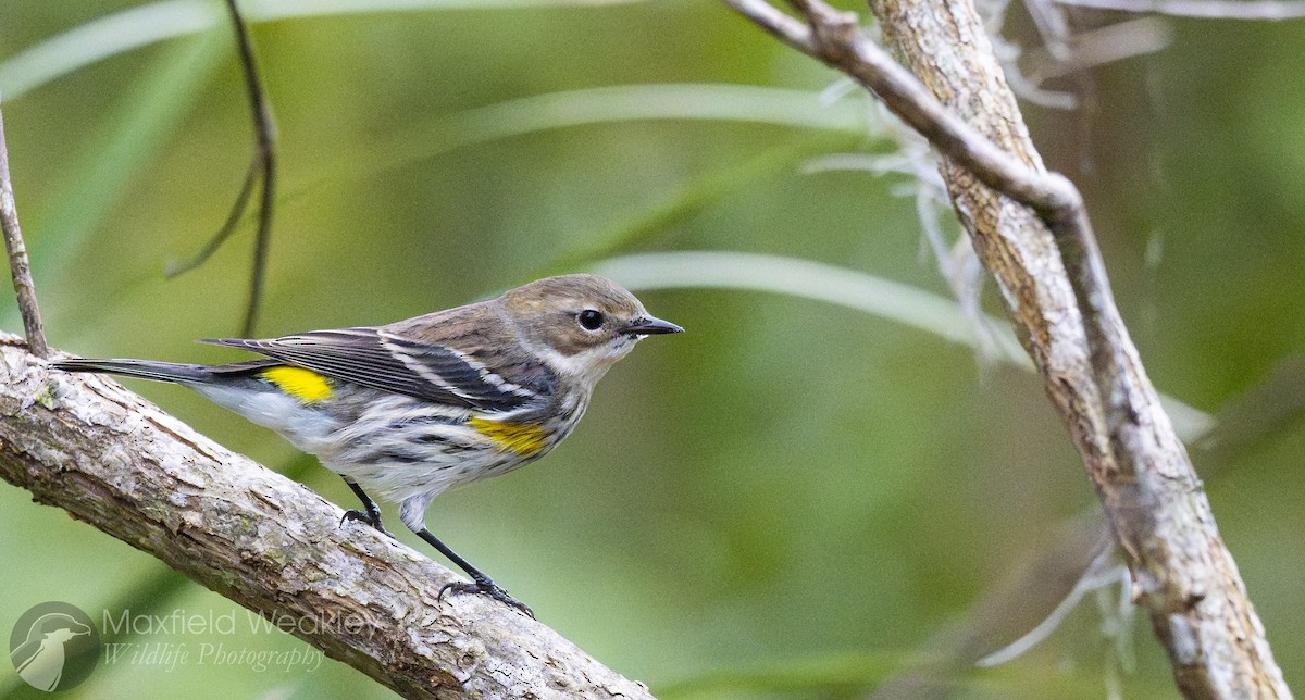 Yellow-rumped Warbler (Myrtle) - ML646467633