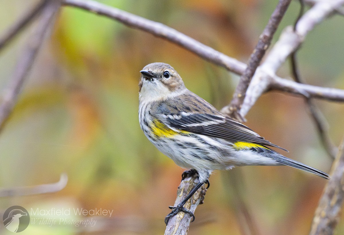 Yellow-rumped Warbler (Myrtle) - ML646467634