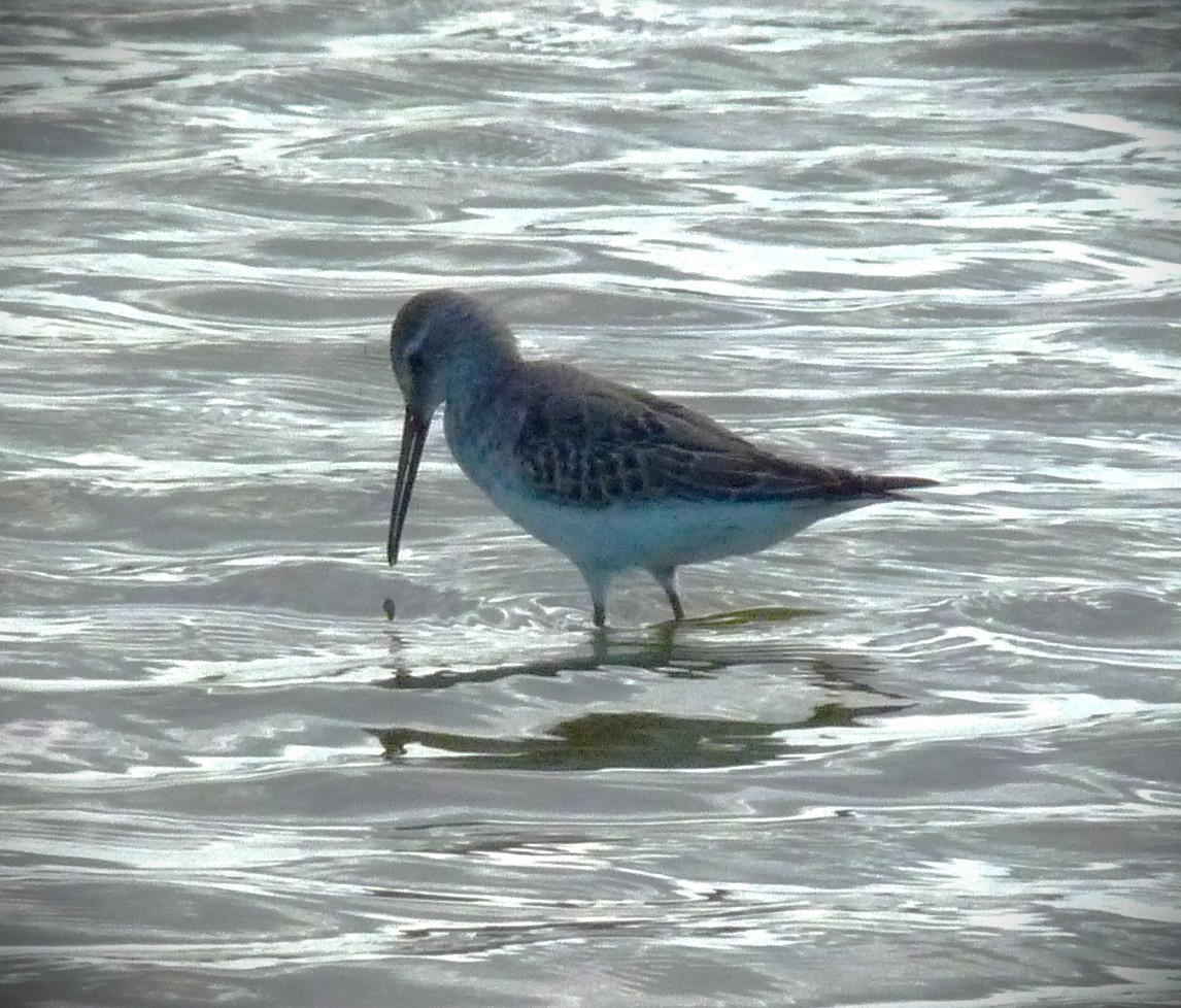 חופית תמירונית - ML646467635