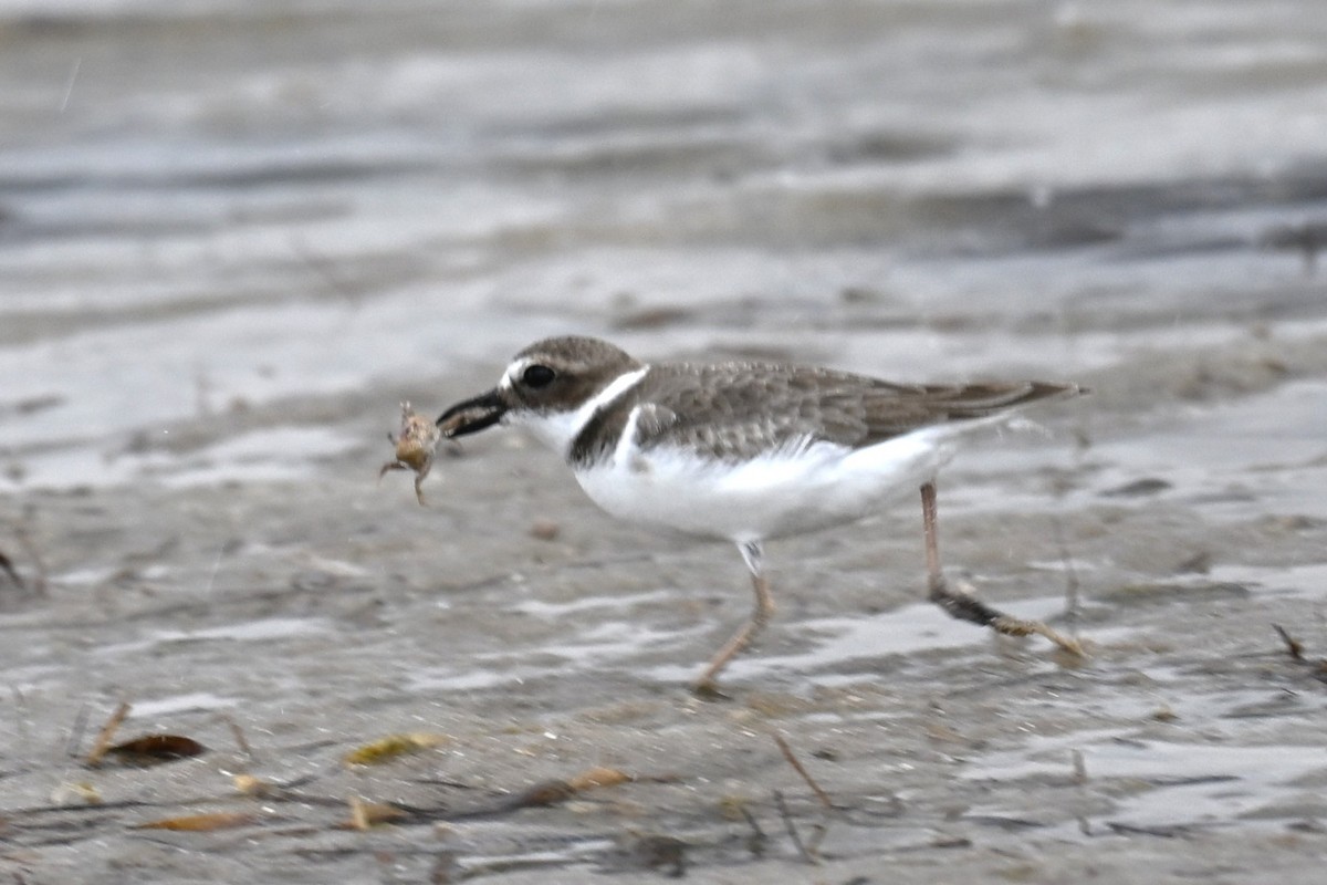 Wilson's Plover - ML646467636