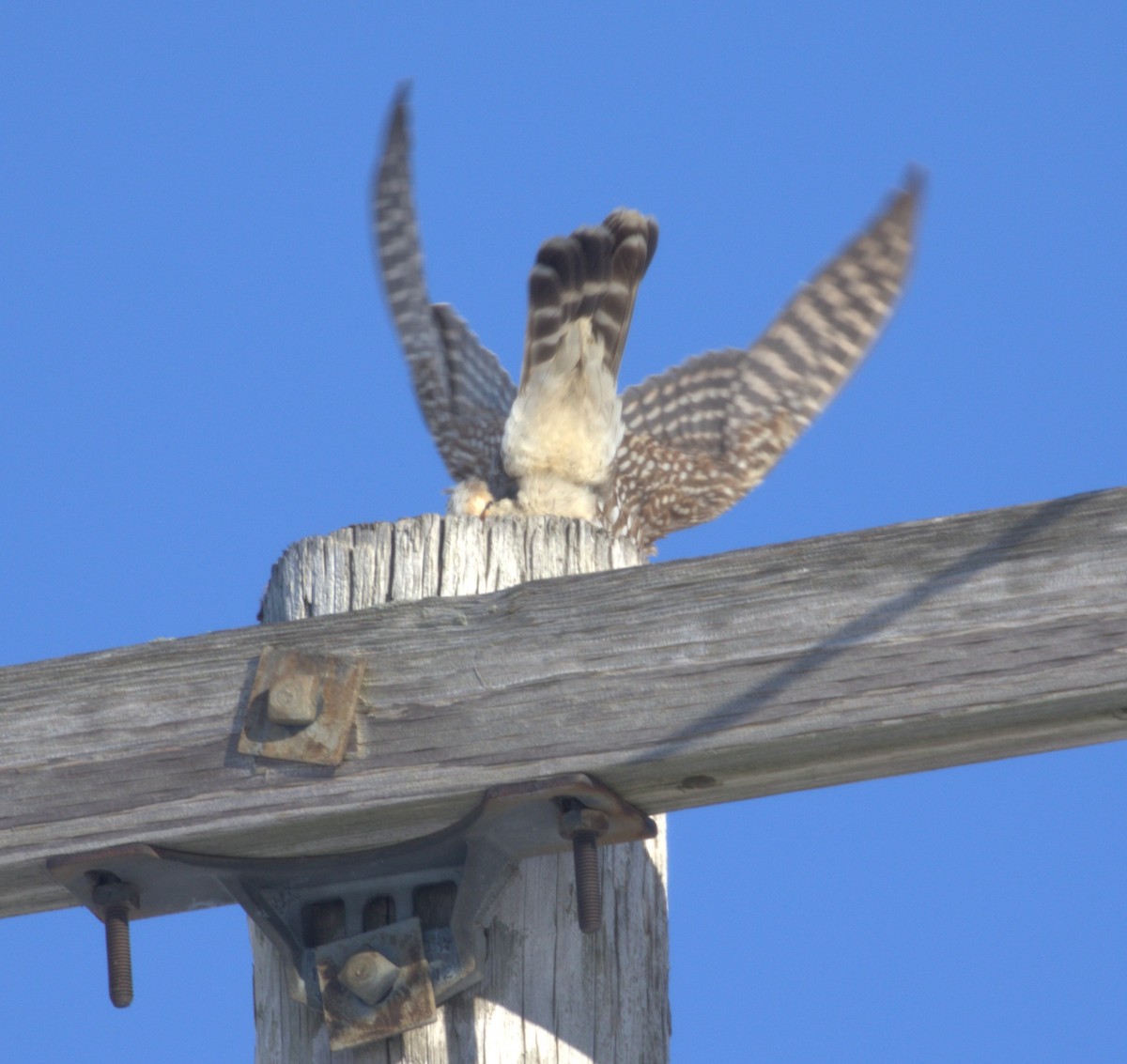 Merlin - ML646467637