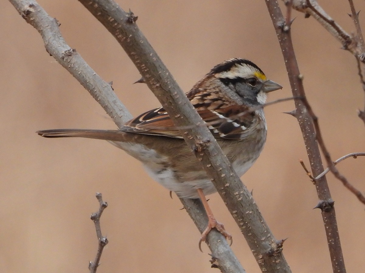 Bruant à gorge blanche - ML646467638