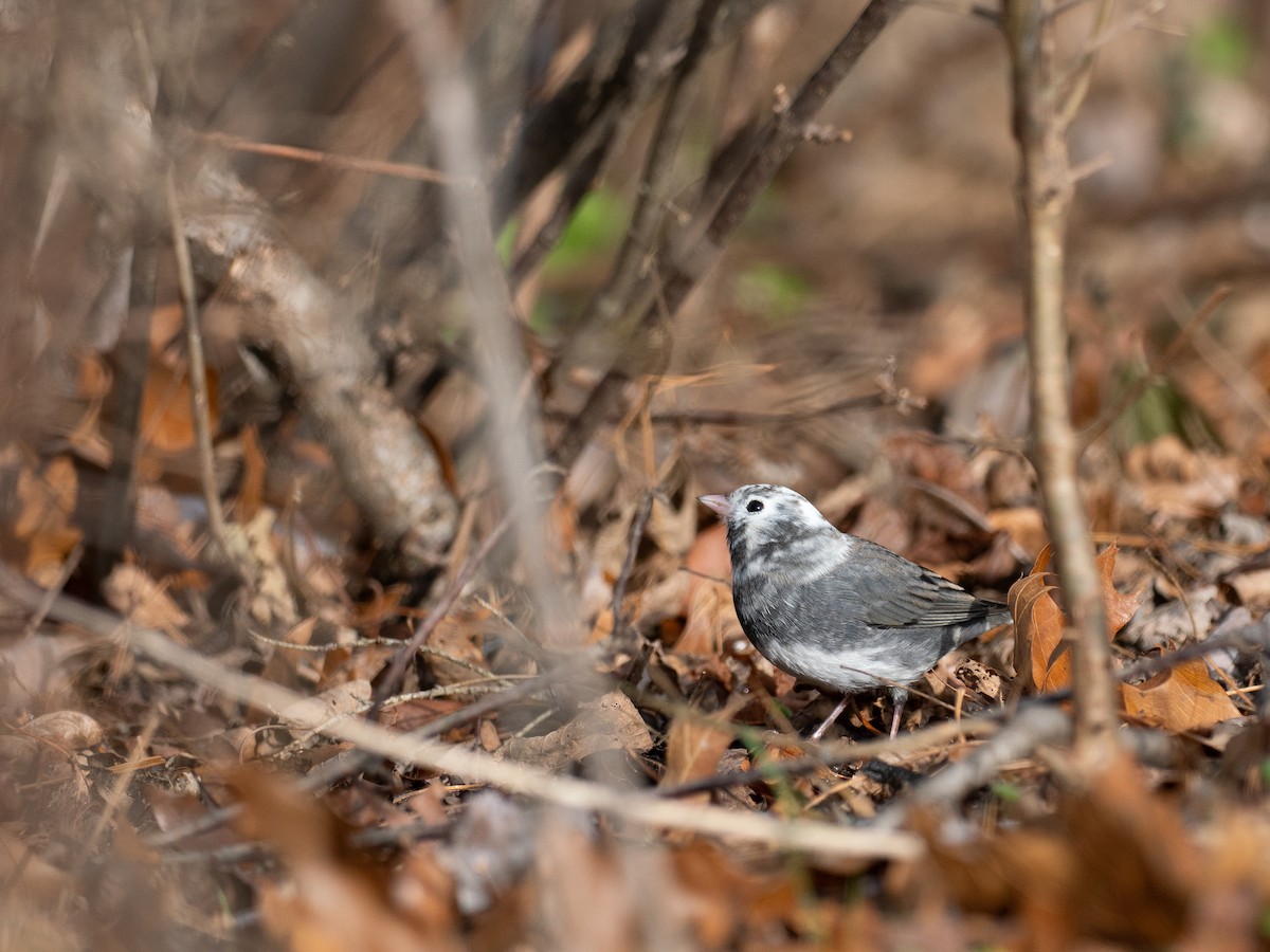 Dark-eyed Junco - ML646467639