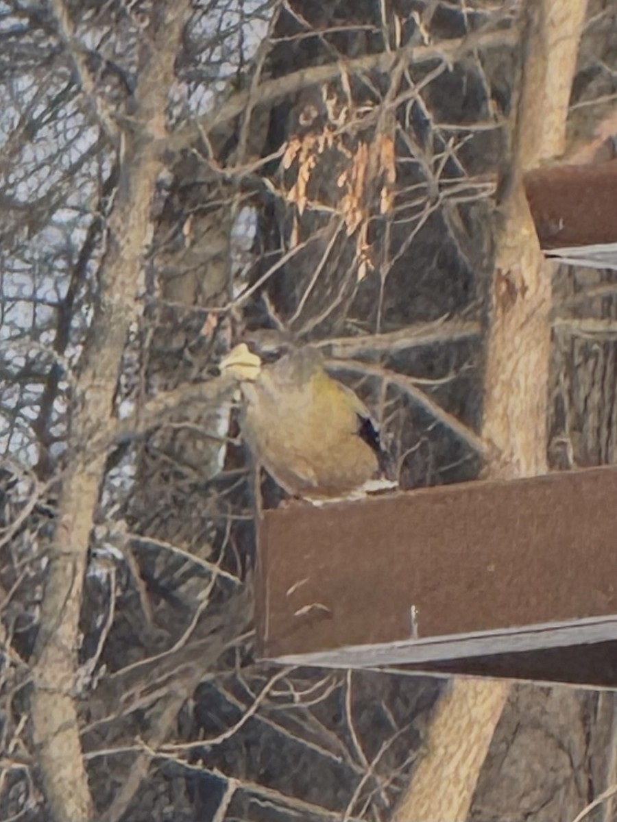Evening Grosbeak - ML646467640