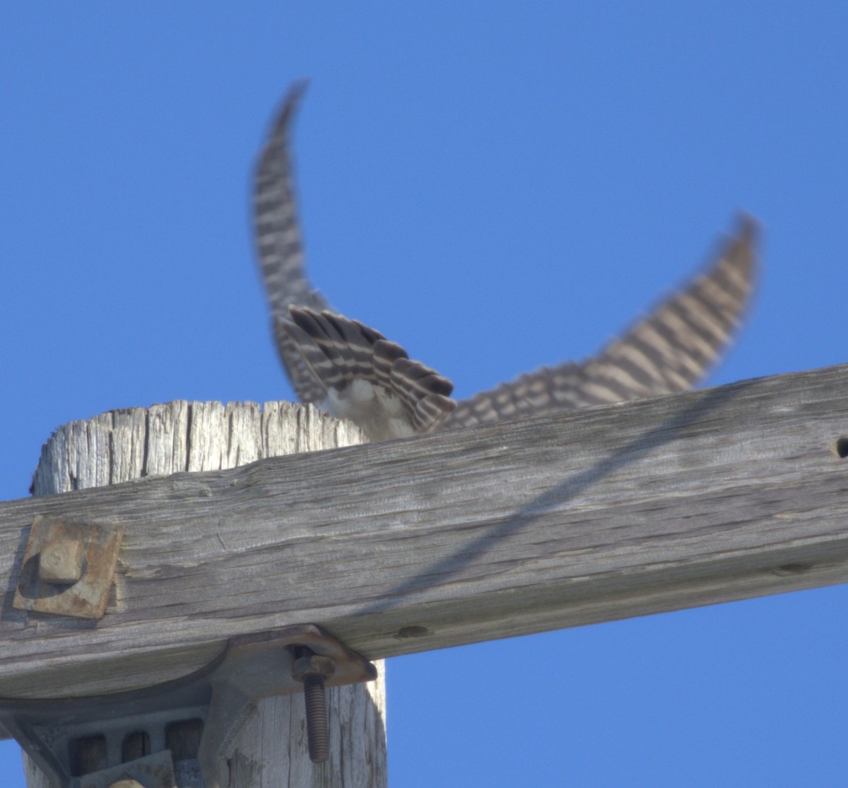 Merlin - ML646467641