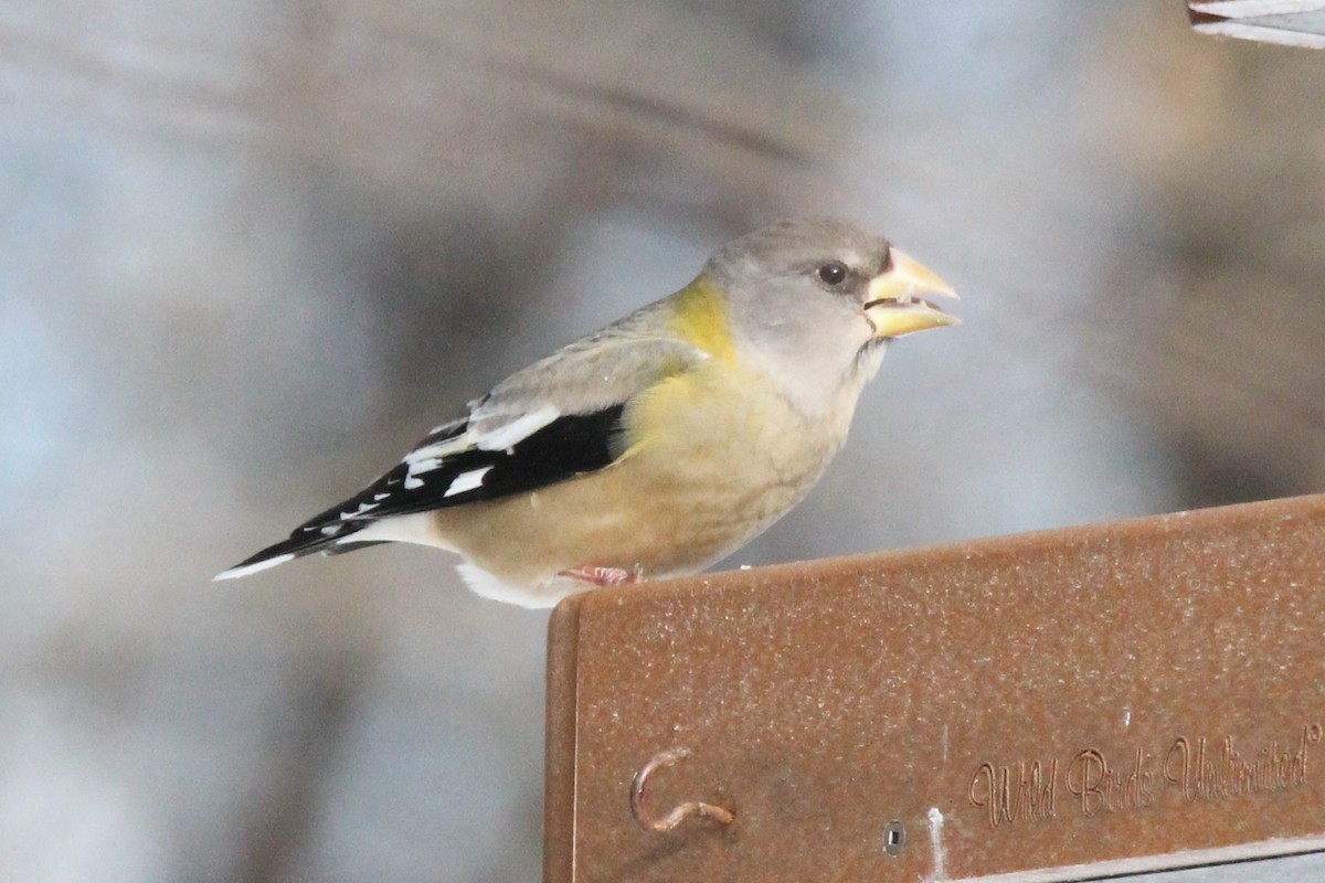 Evening Grosbeak - ML646467643