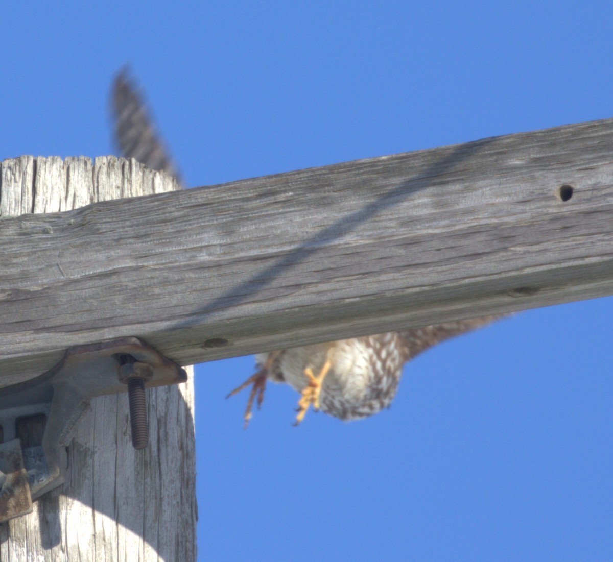 Merlin - ML646467644