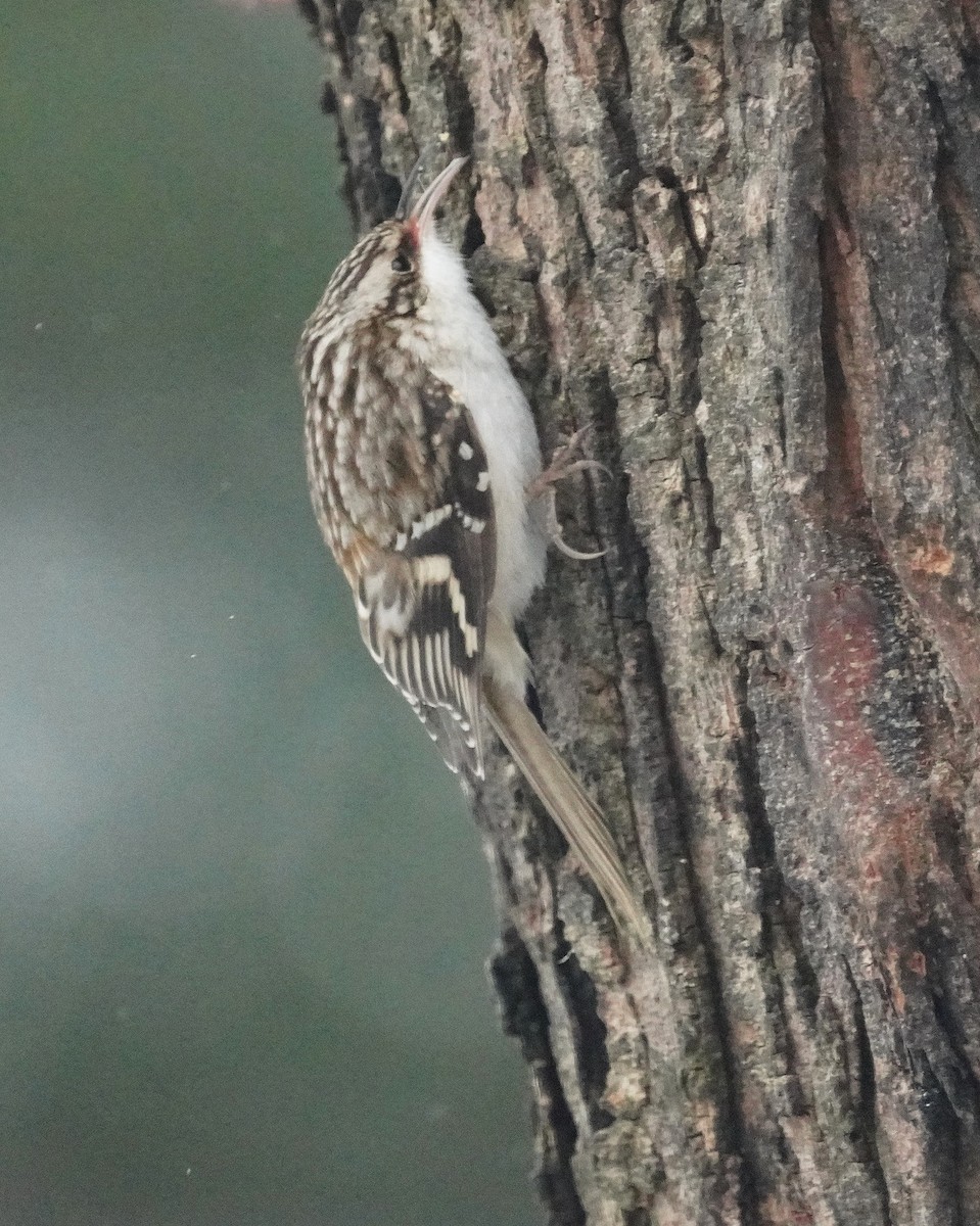 šoupálek americký - ML646467645