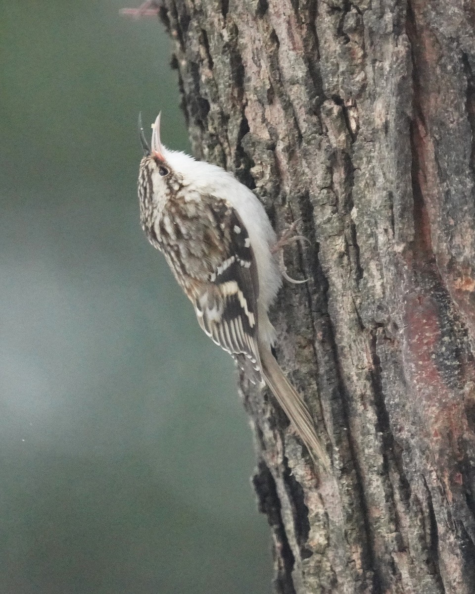 šoupálek americký - ML646467646