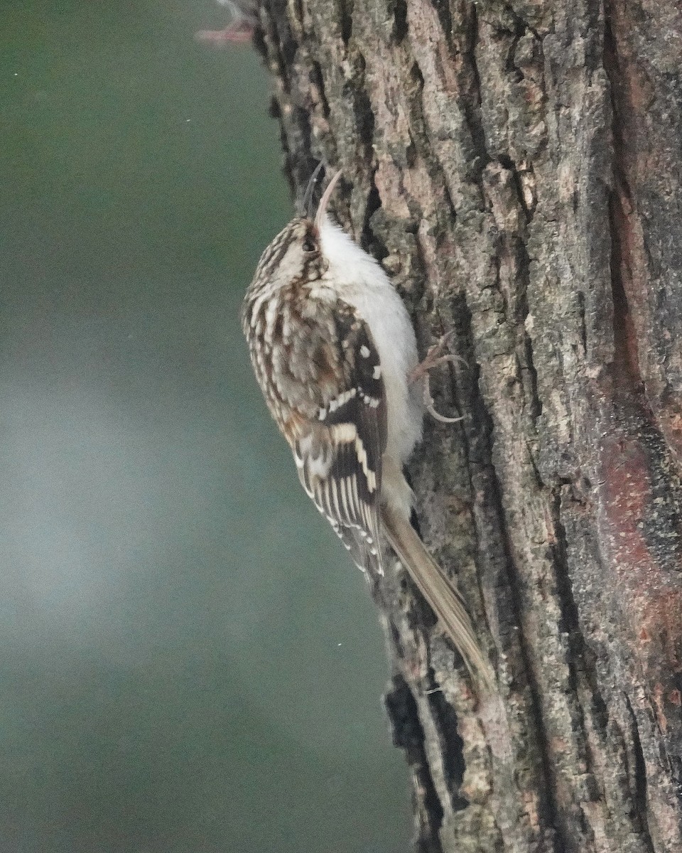 šoupálek americký - ML646467647