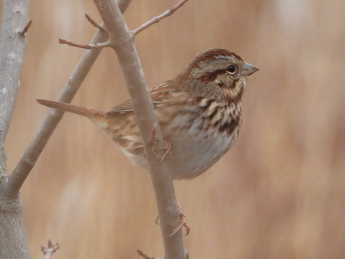 Bruant chanteur - ML646467649