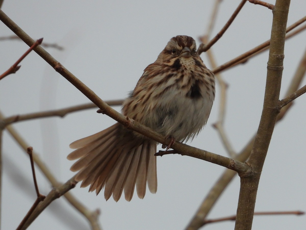 Bruant chanteur - ML646467650