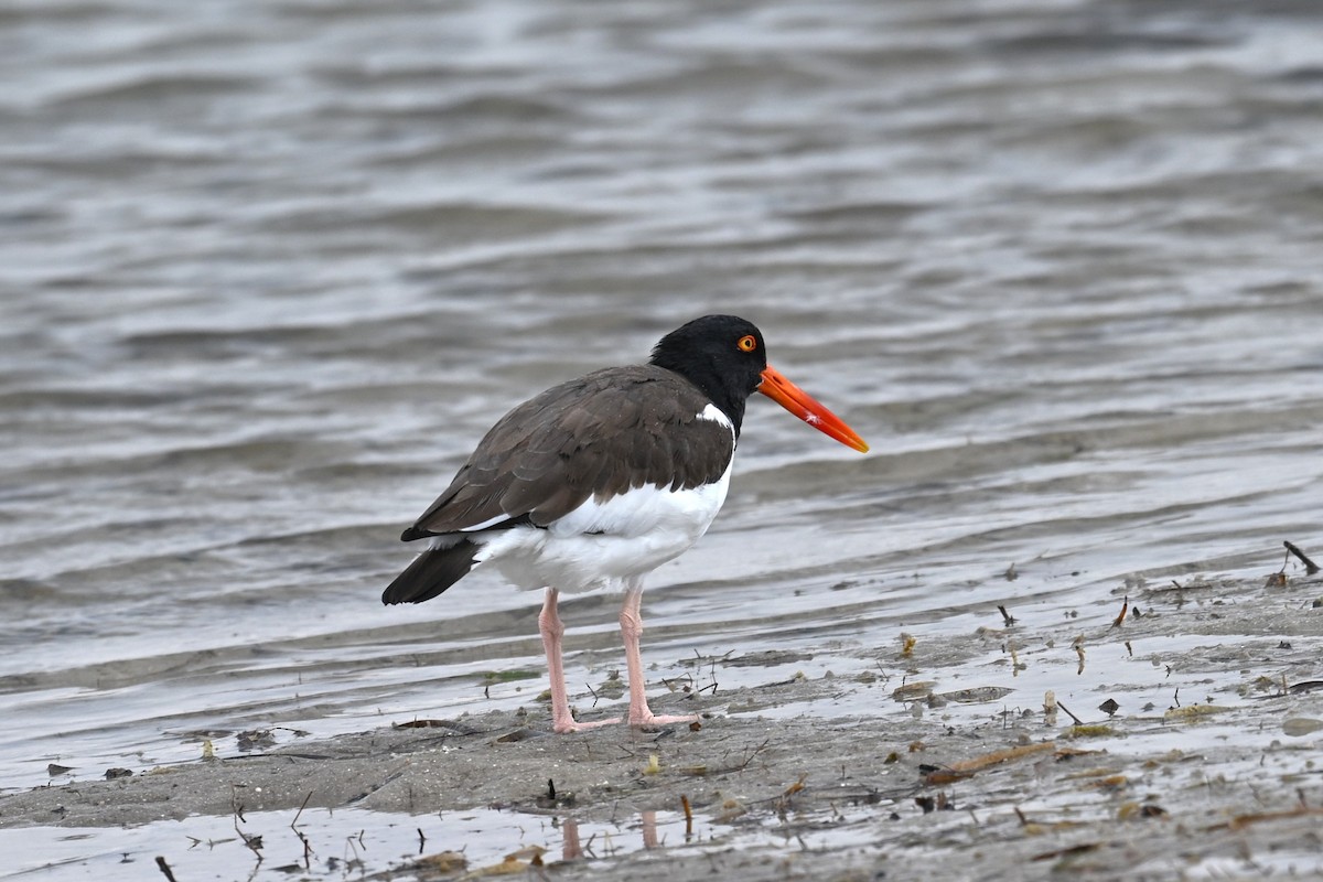 American Oystercatcher - ML646467653