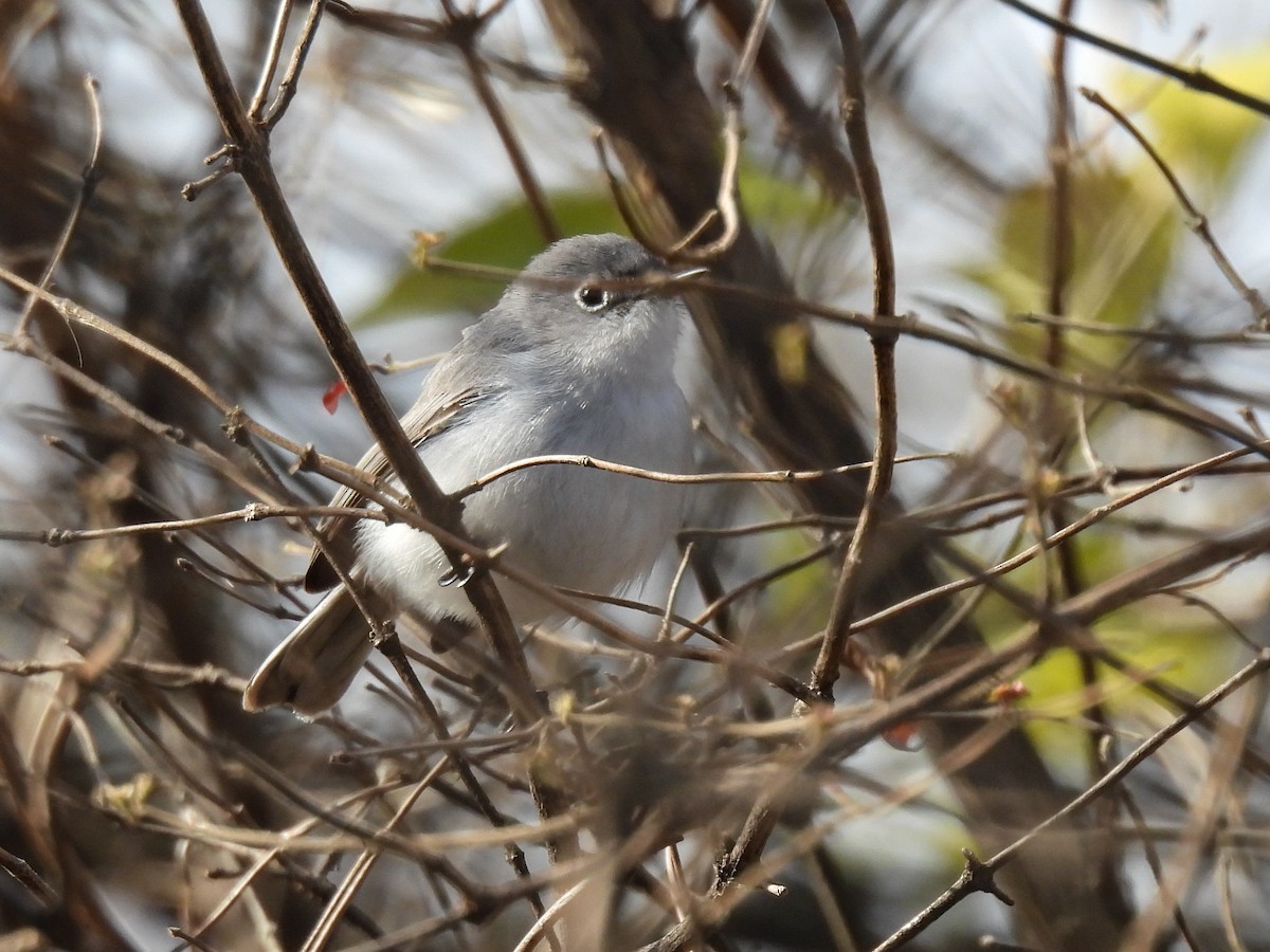 Blue-gray Gnatcatcher - ML646467656