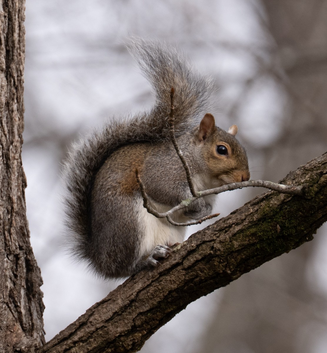 トウブハイイロリス - ML646467661