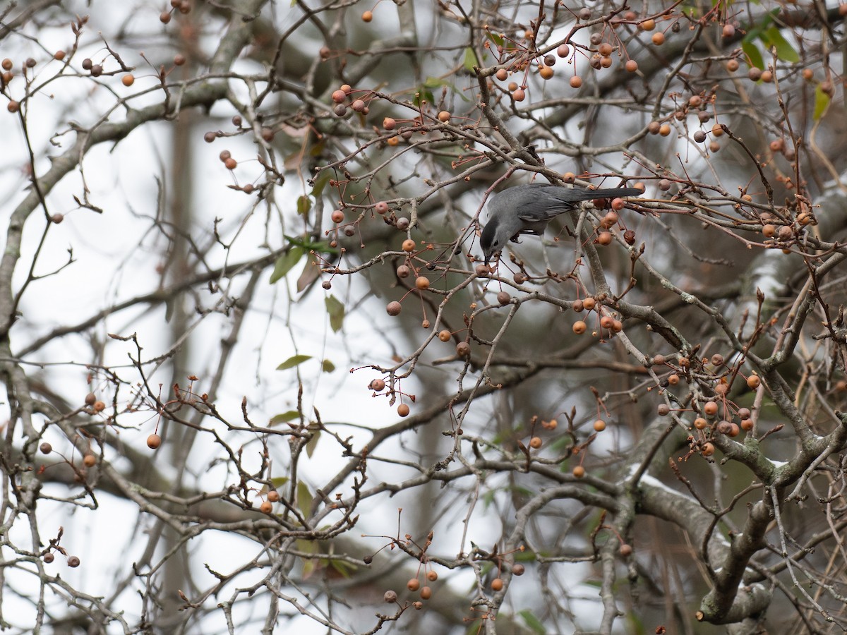 Gray Catbird - ML646467665