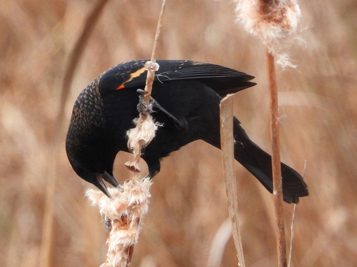 Carouge à épaulettes - ML646467666