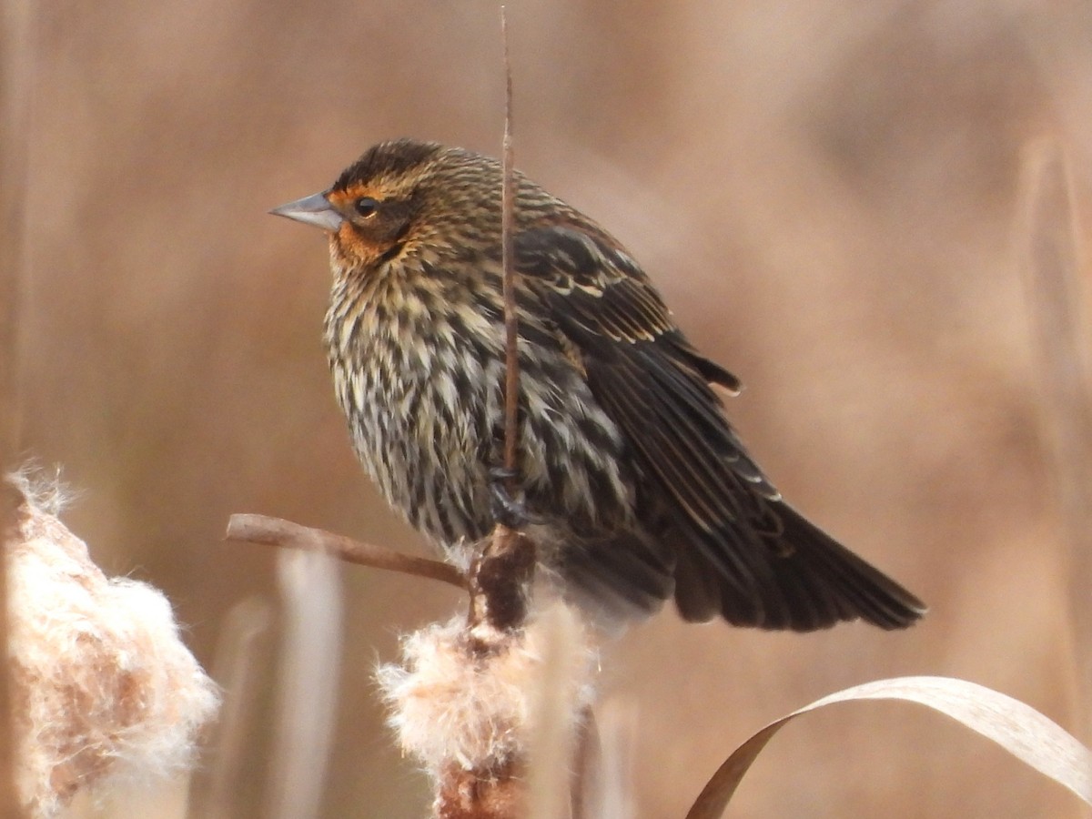 Carouge à épaulettes - ML646467667