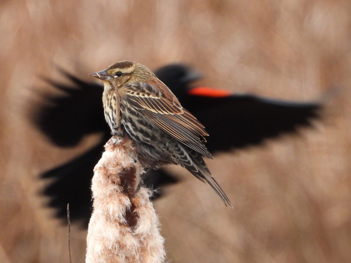 Carouge à épaulettes - ML646467668