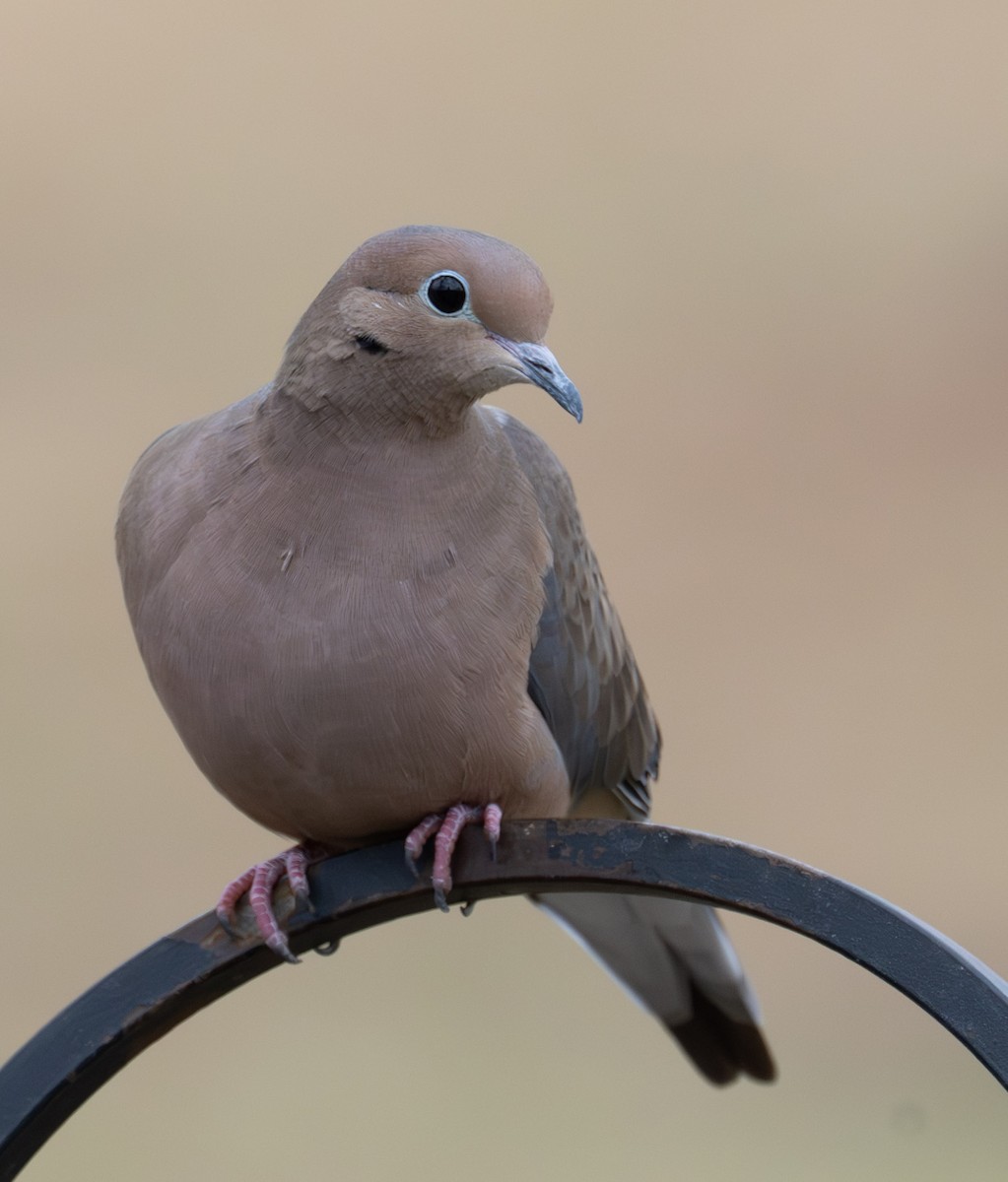 ナゲキバト - ML646467673