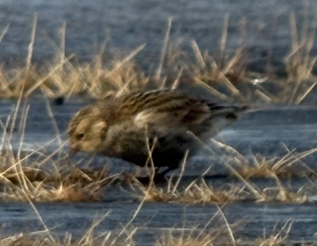 Chestnut-collared Longspur - ML646467674