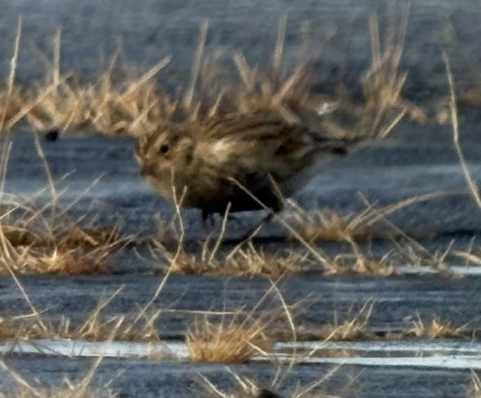 Chestnut-collared Longspur - ML646467675