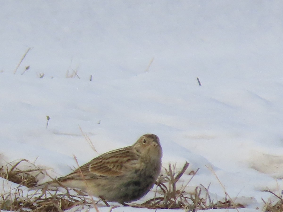 アカエリツメナガホオジロ - ML646467676