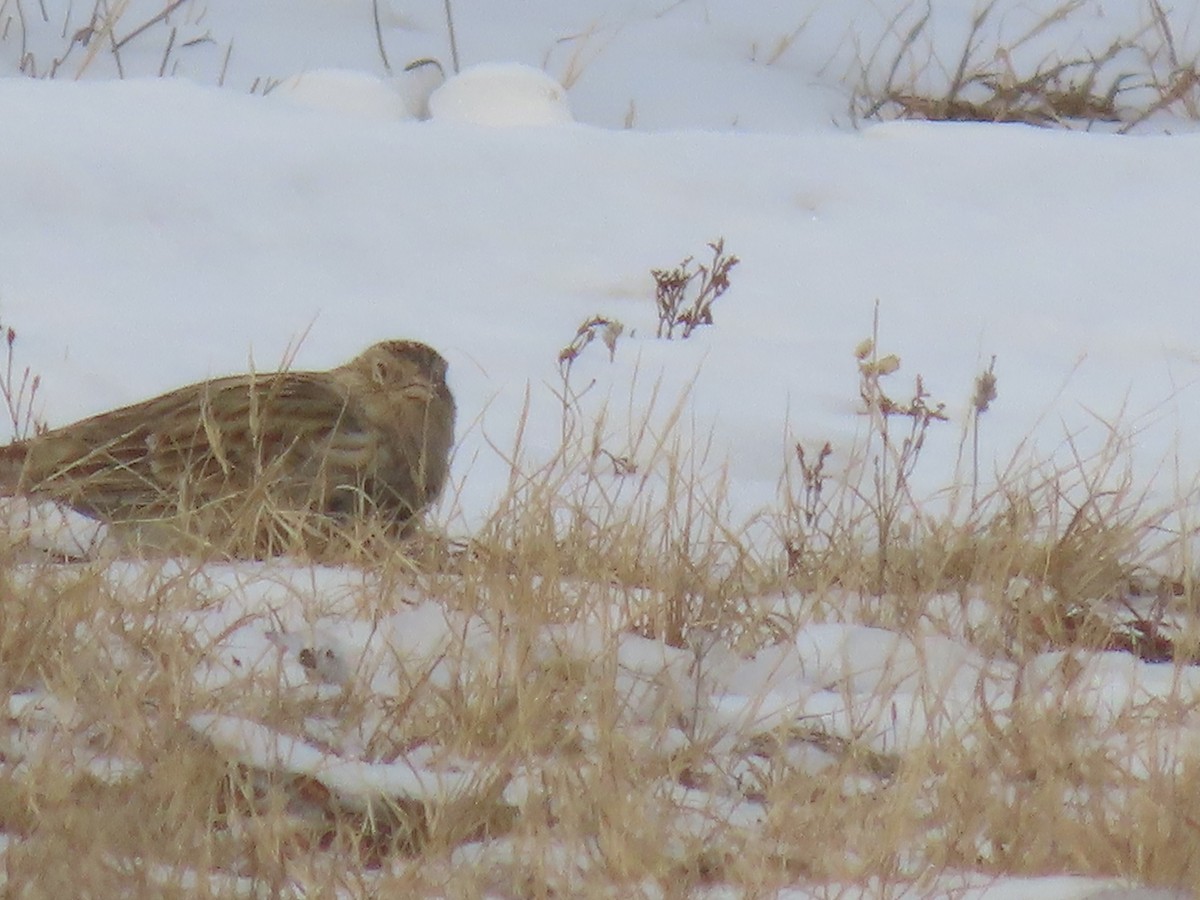アカエリツメナガホオジロ - ML646467677