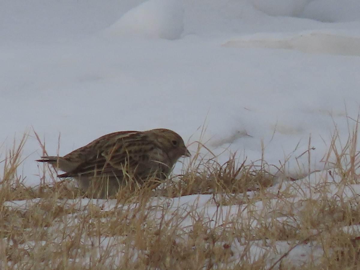 アカエリツメナガホオジロ - ML646467678