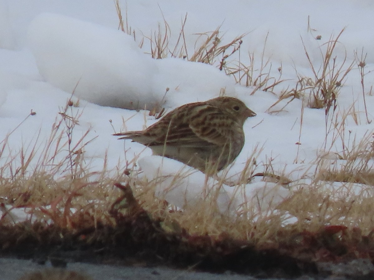 アカエリツメナガホオジロ - ML646467679