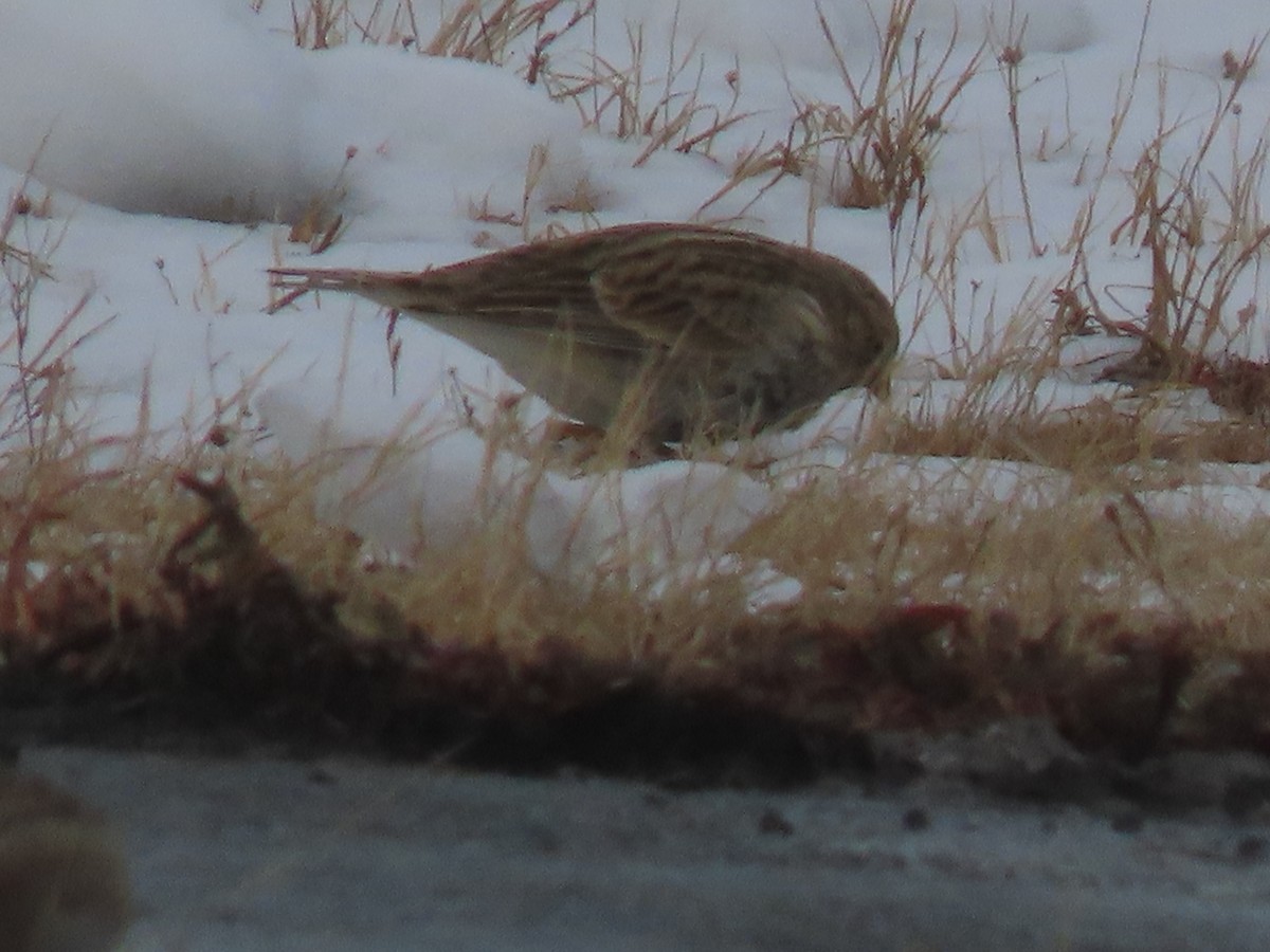 アカエリツメナガホオジロ - ML646467680