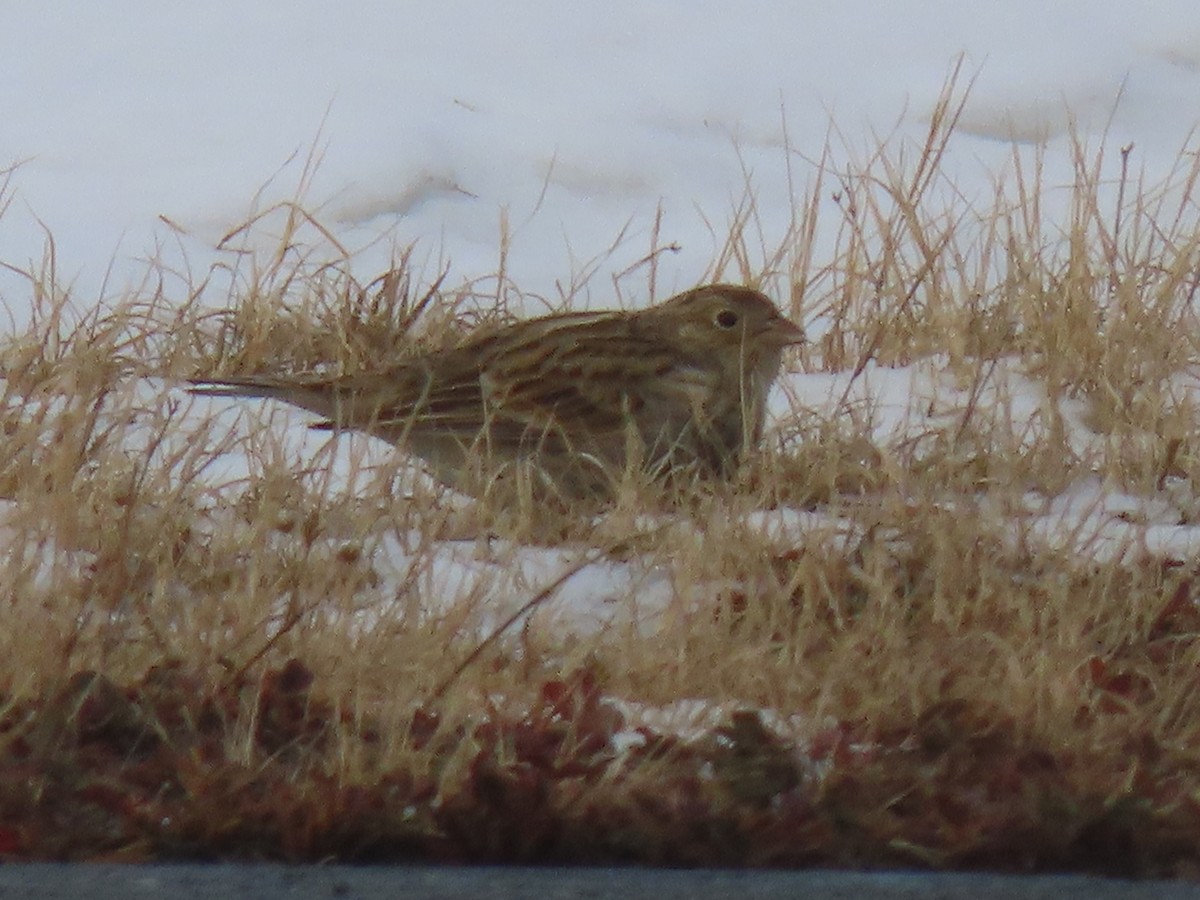 アカエリツメナガホオジロ - ML646467681