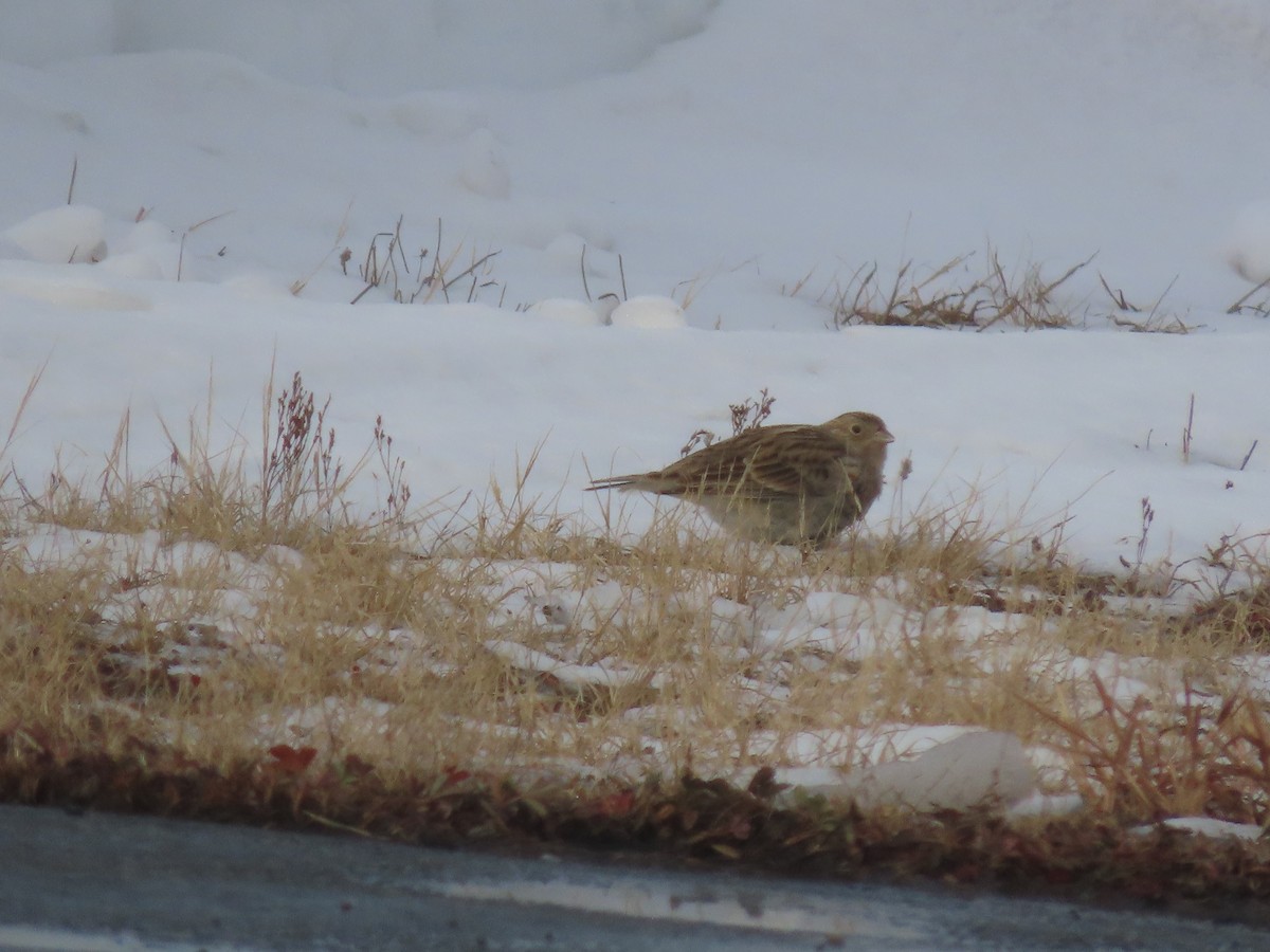 アカエリツメナガホオジロ - ML646467682