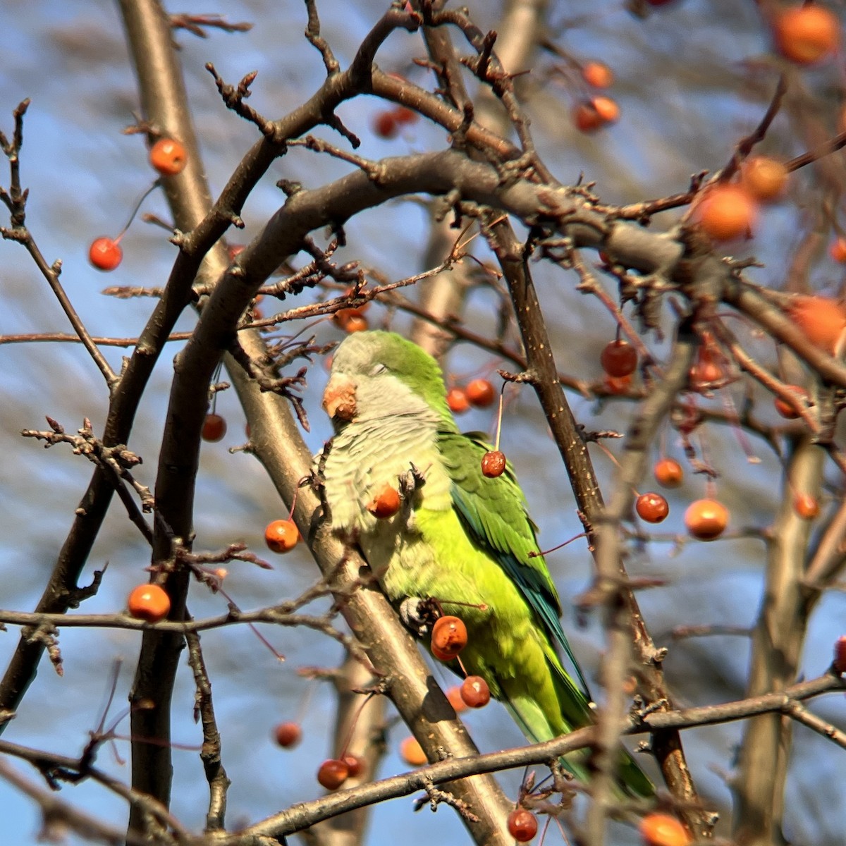mníšek šedý - ML646467683