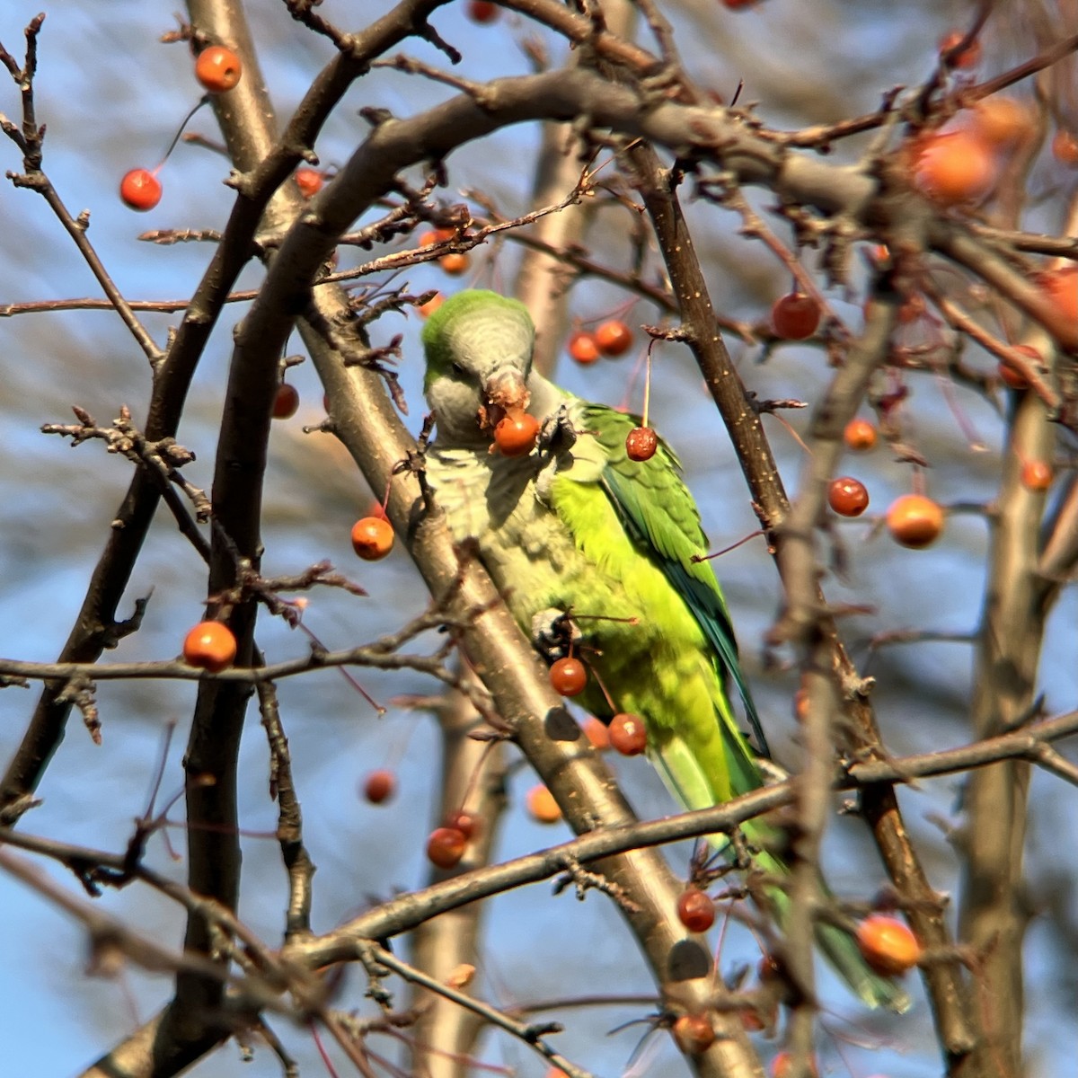 mníšek šedý - ML646467684