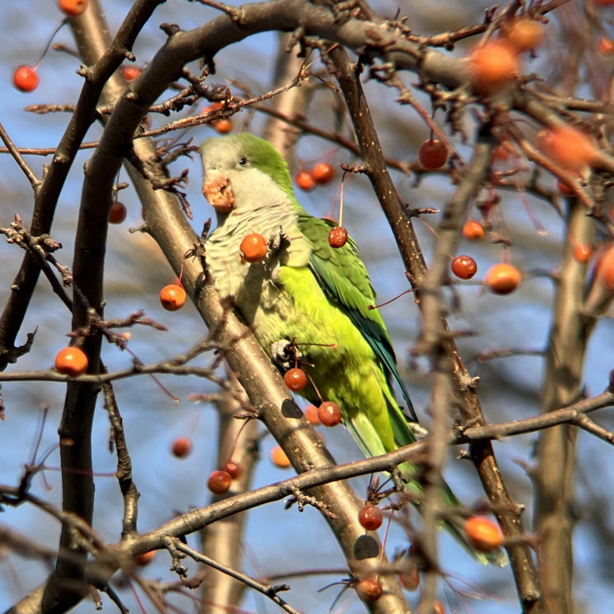 mníšek šedý - ML646467685