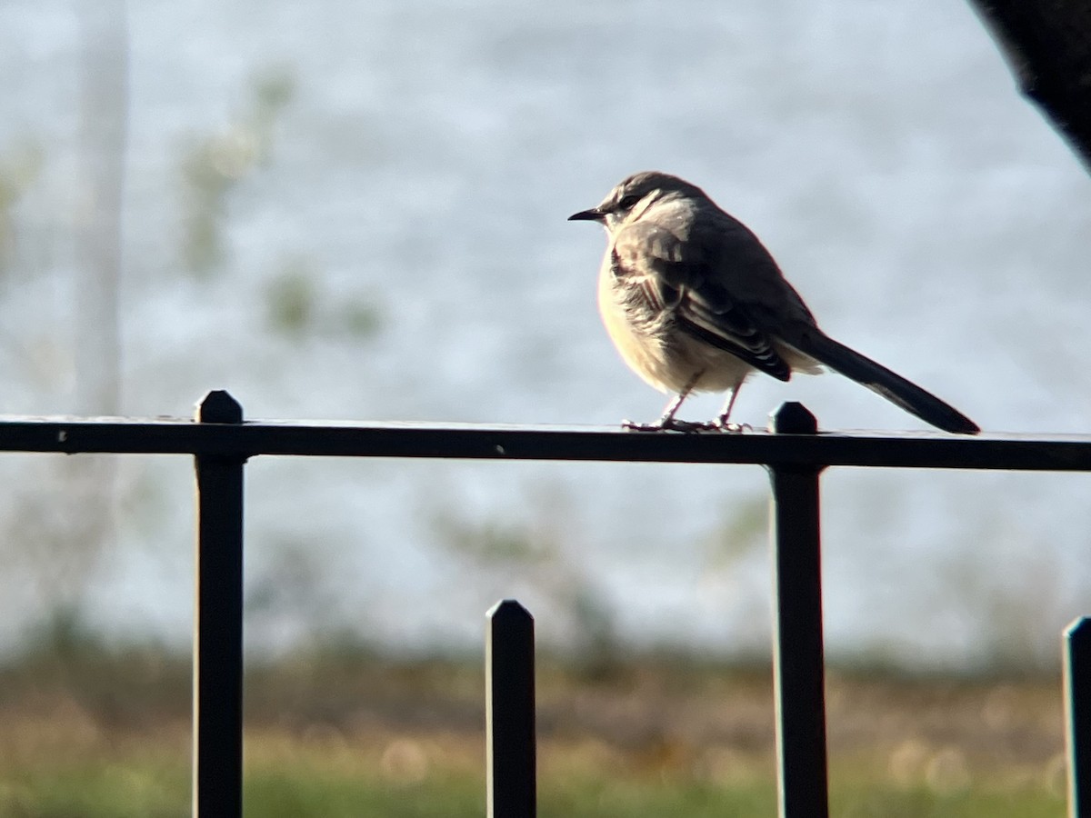 マネシツグミ - ML646467691