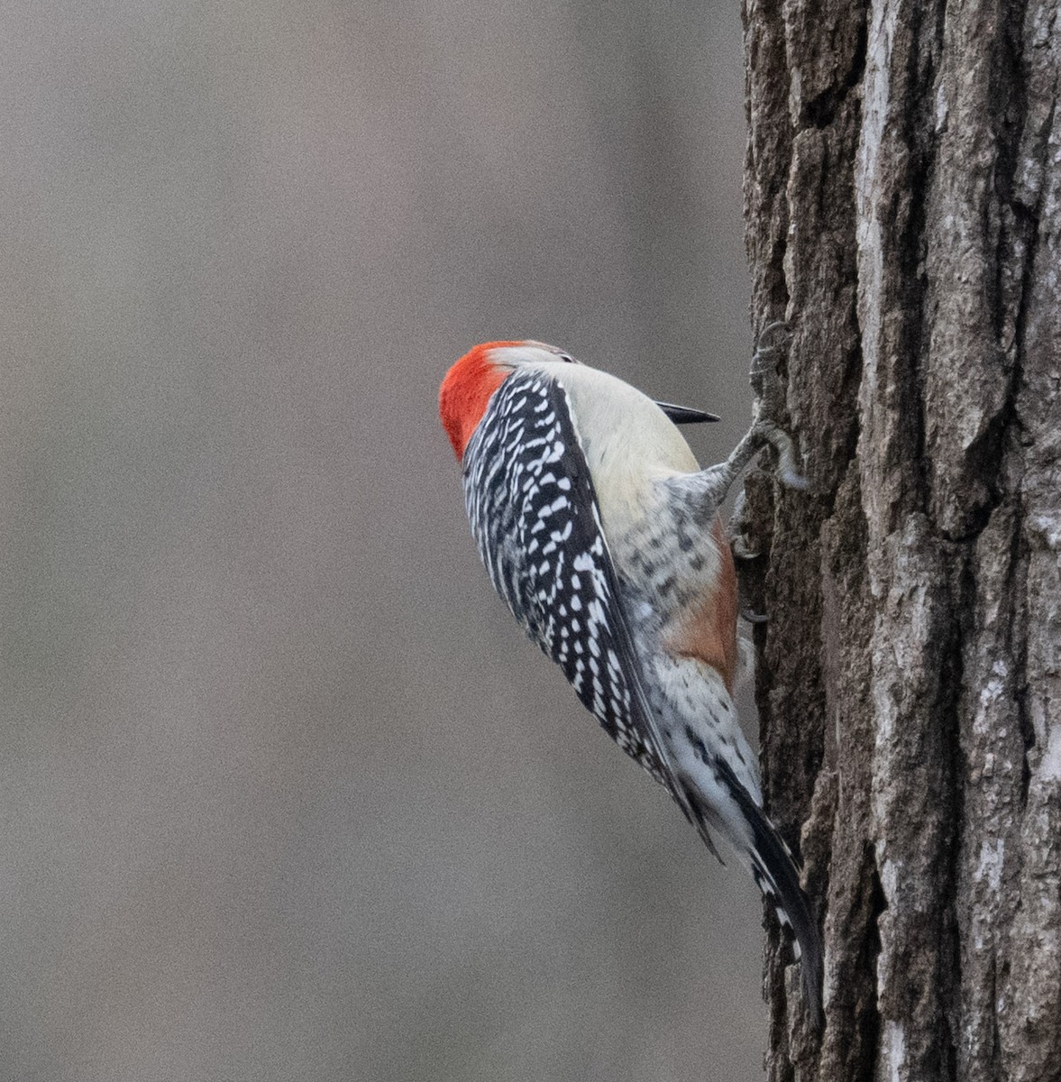 シマセゲラ - ML646467692