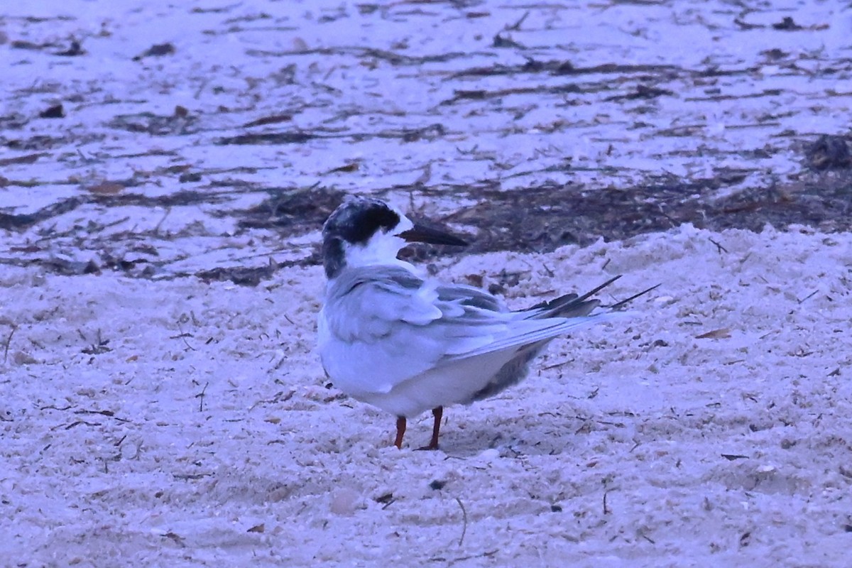 Forster's Tern - ML646467693