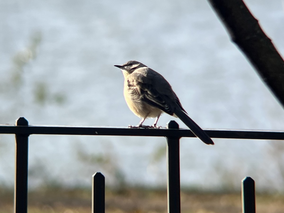 マネシツグミ - ML646467697