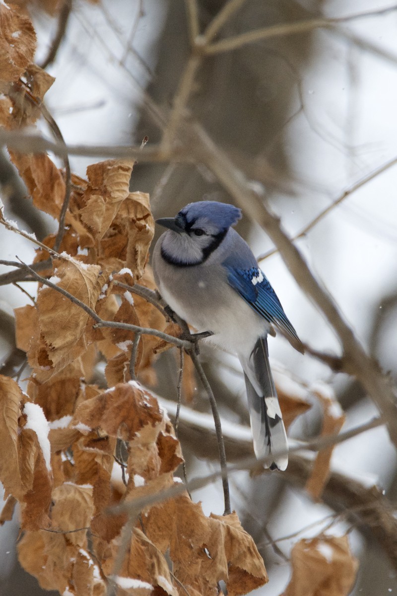 Blue Jay - ML646467702